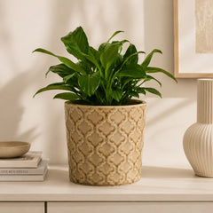 Handmade Mila flowerpot with green houseplant