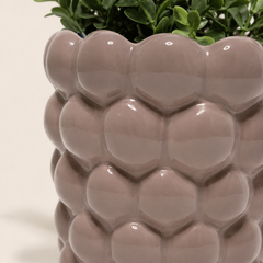 Light brown ceramic planter with scalloped rim and green plant