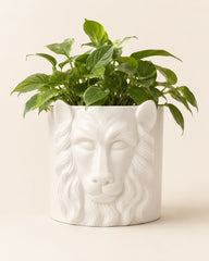 Large white ceramic plant pot for indoor plants