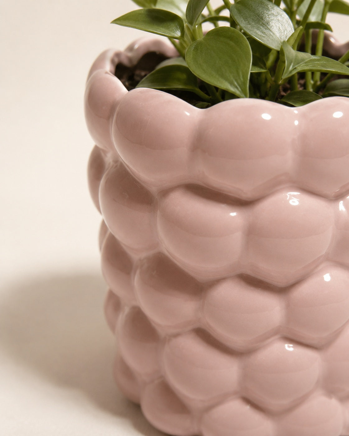 Pink ceramic planter with scalloped rim and green plant