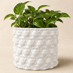 Decorative Macaca flowerpot with green houseplant