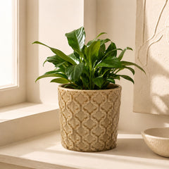 Decorative ceramic plant pot in dark beige for indoor plants